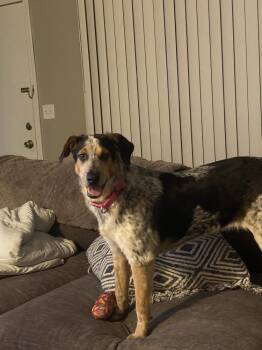 Rescue Australian Cattle Dog Blue Heeler Dogs for Adoption in Plymouth, Michigan - Teeka AKA Smiley (PW 761) | PetCurious