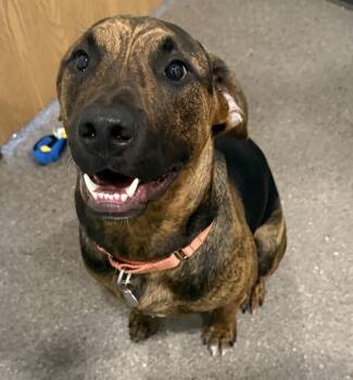 Creed -  Hound Dog for Adoption in Sault Ste. Marie, Michigan - Creed | PetCurious