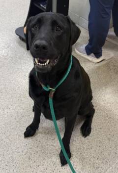 Bo -  Labrador Retriever and Mixed Breed Dog for Adoption in Fishers, Indiana - Bo | PetCurious