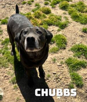 Rescue Labrador Retriever Dogs for Adoption in Dyersburg, Tennessee - Chubbs | PetCurious