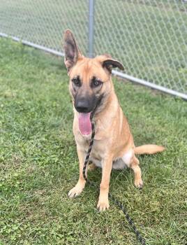 Rescue German Shepherd Dog Dogs for Adoption in Louisville, Kentucky - MORTICIA | PetCurious