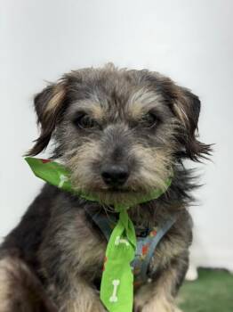 Dublin-One of our Amazing Rescue Dogs -  Border Terrier and Schnoodle Dog for Adoption in Carlsbad, California - Dublin-One Of Our Amazing Rescue Dogs | PetCurious