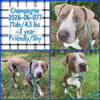 2026-06-077 *Champagne* -  Pit Bull Terrier Dog for Adoption in Winder, Georgia - 2026-06-077 *Champagne* | PetCurious