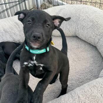 Onyx -  Black Labrador Retriever and Mixed Breed Dog for Adoption in Tacoma, Washington - Onyx | PetCurious