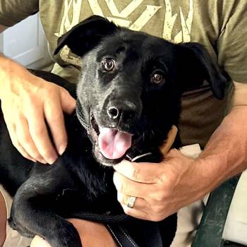 Miley - Great with kids, dogs and cats -  Labrador Retriever Dog for Adoption in Andover, Massachusetts - Miley - Great With Kids, Dogs And Cats | PetCurious