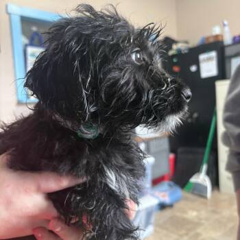 Cockapoo Dogs Available for Adoption in Tipton, Iowa - Finn | PetCurious