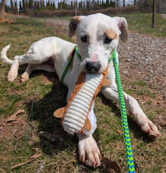 American Bulldog Dogs Available for Adoption in Clyde, North Carolina - CHILLY | PetCurious