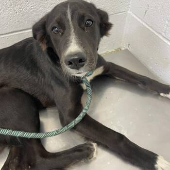 Good Aura -  Collie and Labrador Retriever Dog for Adoption in Hattiesburg, Mississippi - Good Aura | PetCurious