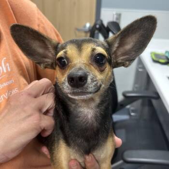 Cleo -  Chihuahua Dog for Adoption in Saint Joseph, Missouri - Cleo | PetCurious