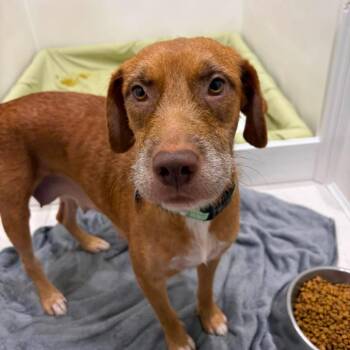 Kimi (Sophie) -  Terrier and Mixed Breed Dog for Adoption in Pinellas Park, Florida - Kimi (Sophie) | PetCurious