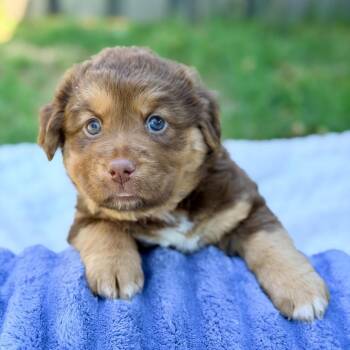 Mixed Breed Dogs Available for Adoption in Huntsville, Alabama - Bright | PetCurious