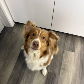 Australian Shepherd Dogs Available for Adoption in Holly, Michigan - Ollie | PetCurious