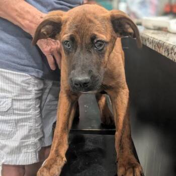 Trusty -  Boxer and Mixed Breed Dog for Adoption in Smithville, Tennessee - Trusty | PetCurious