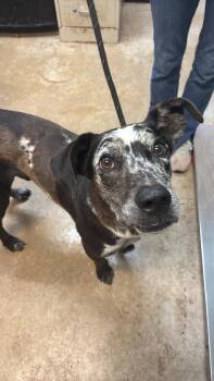 Cookies n Cream -  Catahoula Leopard Dog and Retriever Dog for Adoption in New Braunfels, Texas - Cookies N Cream | PetCurious