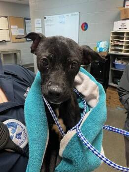 Mixed Breed Dogs Available for Adoption in Jacksonville, Florida - CAPTIN HOOK | PetCurious