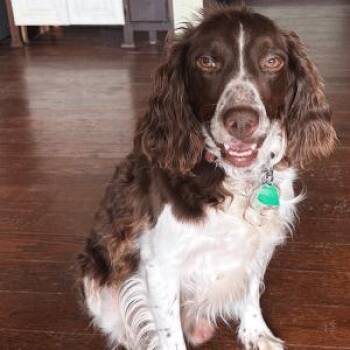 Rescue Brittany Spaniel Dogs for Adoption in Sugar Grove, Illinois - HERSHEY   #20042110   KS | PetCurious