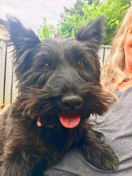 Zoey -  Scottish Terrier Dog for Adoption in Los Angeles, California - Zoey | PetCurious