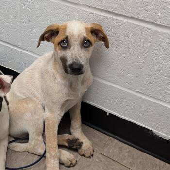 Rescue Cattle Dog Dogs for Adoption in Independence, Kansas - Salsa | PetCurious