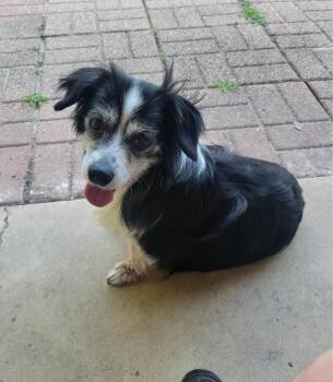 Hannah -  Chihuahua and Corgi Dog for Adoption in Piperton, Tennessee - Hannah | PetCurious