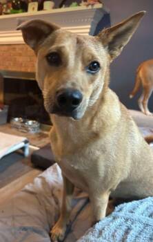 Monty -  Carolina Dog Dog for Adoption in Youngsville, North Carolina - Monty | PetCurious