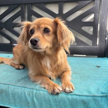 Bonnie -  Chihuahua Dog for Adoption in Los Angeles, California - Bonnie | PetCurious