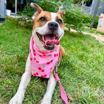 Daisy -  Terrier and Mixed Breed Dog for Adoption in Salt Lake City, Utah - Daisy | PetCurious