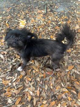 Shih Tzu and Maltese Dogs Available for Adoption in Tampa, Florida - Grembalina | PetCurious