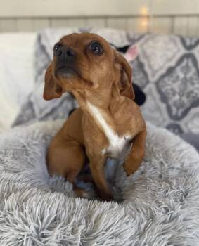 Chihuahua and Cavalier King Charles Spaniel Dogs Available for Adoption - Ellie Bellie | PetCurious