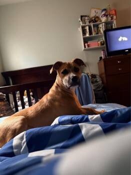 Boxer and Pit Bull Terrier Dogs Available for Adoption in Xenia, Ohio - Shady | PetCurious