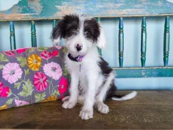 Nanny -  Old English Sheepdog and Great Pyrenees Dog for Adoption in San Antonio, Texas - Nanny | PetCurious