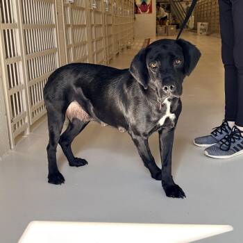 Slushie -  Black Labrador Retriever Dog for Adoption in Chicago, Illinois - Slushie | PetCurious