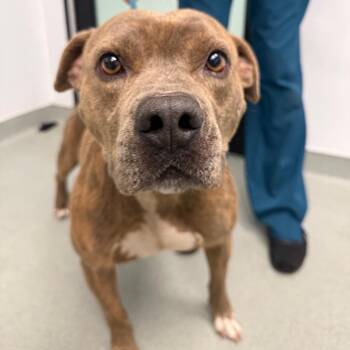 Pit Bull Terrier Dogs Available for Adoption in Abilene, Texas - Bones | PetCurious