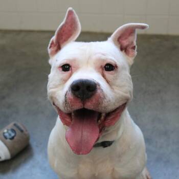 Pit Bull Terrier Dogs Available for Adoption - Walter | PetCurious