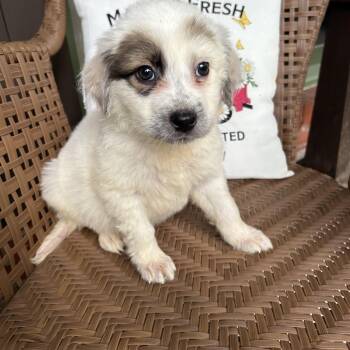 Meredith -  White German Shepherd Dog for Adoption in Fosters, Alabama - Meredith | PetCurious