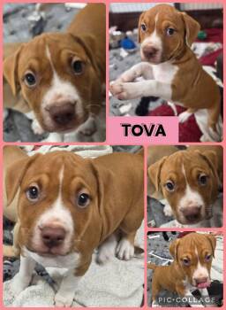 Tova -  American Bulldog Dog for Adoption in Newport, Kentucky - Tova | PetCurious