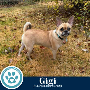 Rescue Pug and Chihuahua Dogs for Adoption in Kimberton, Pennsylvania - Gigi 112225 | PetCurious