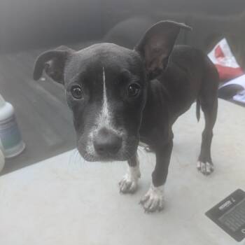Rescue Mixed Breed Dogs for Adoption in Williston, Florida - Vance | PetCurious