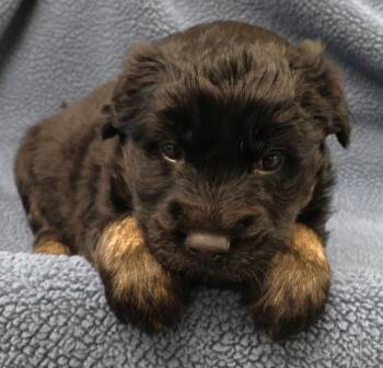 Shepherd Dogs Available for Adoption in Thief River Falls, Minnesota - Yani | PetCurious