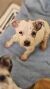 Lilac -  Cattle Dog Dog for Adoption in Crossville, Tennessee - Lilac | PetCurious