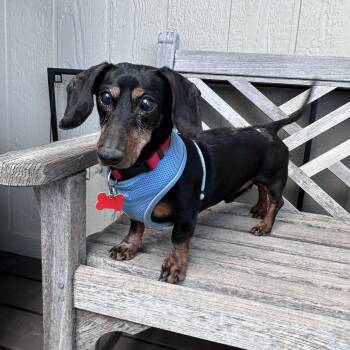Dachshund Dogs Available for Adoption in Boulder, Colorado - Sage | PetCurious