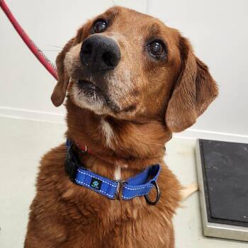 Goldie Harry -  Mixed Breed Dog for Adoption in Ballston Spa, New York - Goldie Harry | PetCurious