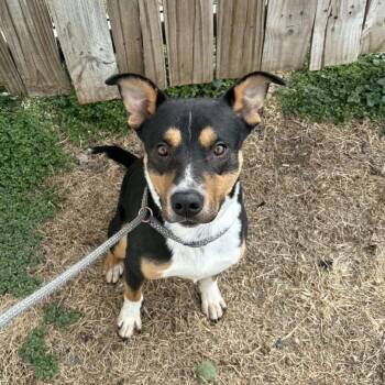 Hound Dogs Available for Adoption - Rowdy | PetCurious