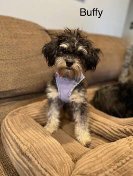 Rescue Schnoodle Dogs for Adoption in Citrus Heights, California - Buffy - The Sweet Schnoodle | PetCurious