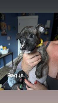 Rogue (Marvel 7) -  Pit Bull Terrier and Mixed Breed Dog for Adoption - Rogue (Marvel 7) | PetCurious