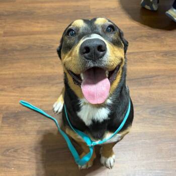 Peter Cottontail -  Mixed Breed Dog for Adoption in Milton, Florida - Peter Cottontail | PetCurious