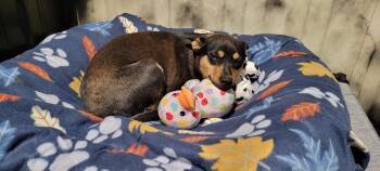 Chihuahua and Fox Terrier Dogs Available for Adoption in Dyer, Indiana - Boscoe | PetCurious