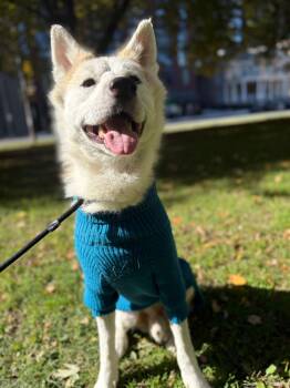 Rescue Akita Dogs for Adoption in Markham, Ontario - Caramel | PetCurious