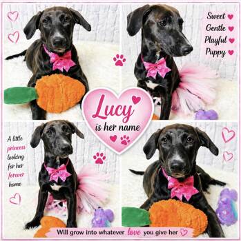 Labrador Retriever and Hound Dogs Available for Adoption in Lucas, Texas - Lucy | PetCurious