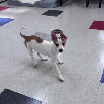 Neptune -  Shiba Inu and Mixed Breed Dog for Adoption in Dixon, Illinois - Neptune | PetCurious