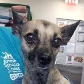 Princess -  Mixed Breed Dog for Adoption in Las Cruces, New Mexico - Princess | PetCurious